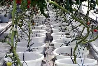 無土栽培，無土栽培技術(shù)，無土栽培設(shè)備