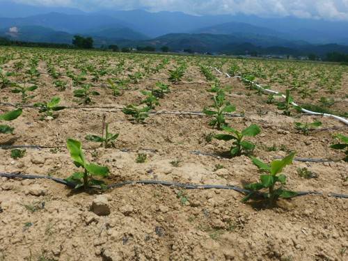 無土栽培，無土栽培技術，無土栽培設備