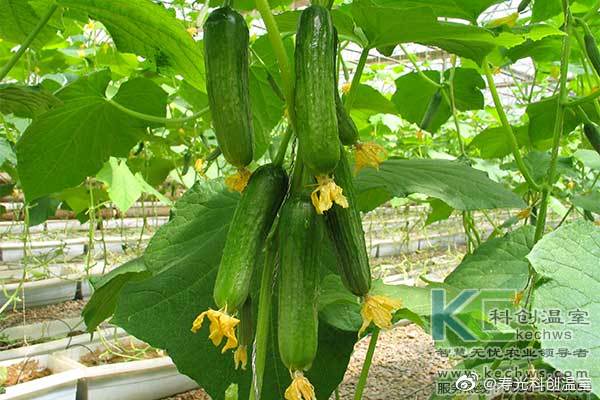 無土栽培，無土栽培技術，無土栽培設備