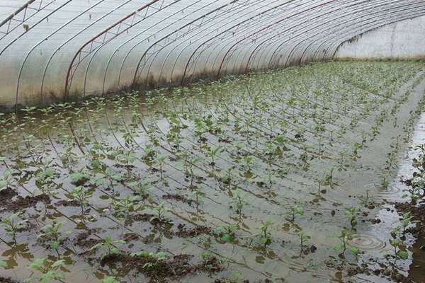 無土栽培，無土栽培技術，無土栽培設備