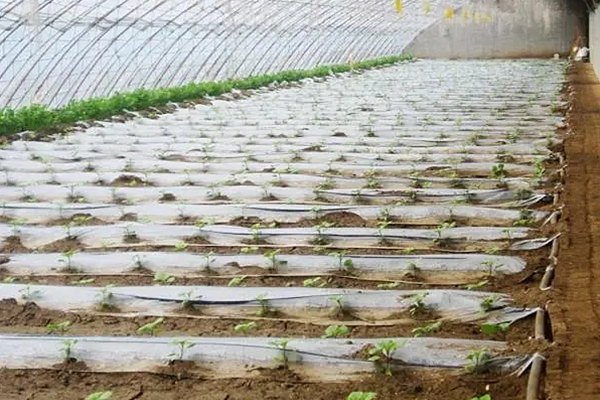 無土栽培，無土栽培技術，無土栽培設備