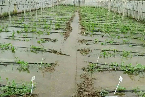 無土栽培，無土栽培技術，無土栽培設備