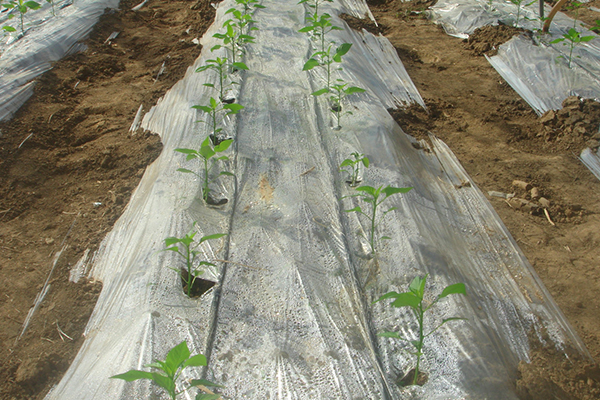 無土栽培，無土栽培技術，無土栽培設備