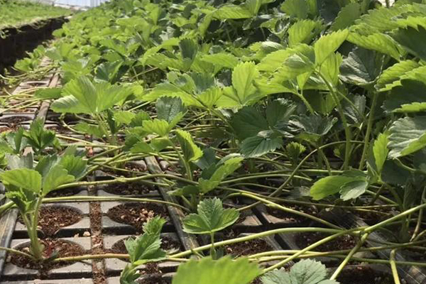 無土栽培，無土栽培技術(shù)，無土栽培設(shè)備