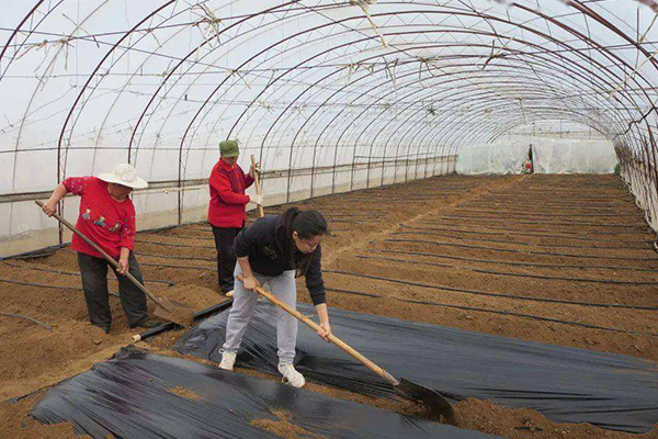 無土栽培，無土栽培技術，無土栽培設備