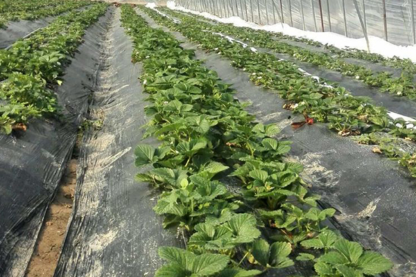 無土栽培，無土栽培技術，無土栽培設備