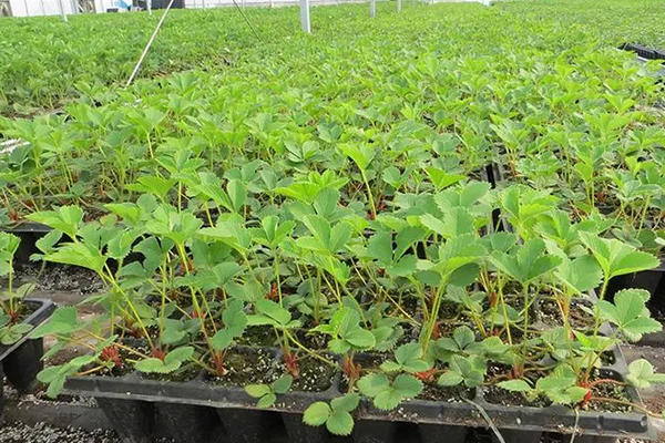 無土栽培，無土栽培技術(shù)，無土栽培設(shè)備