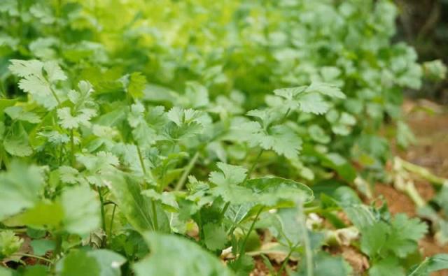 無土栽培，無土栽培技術，無土栽培設備