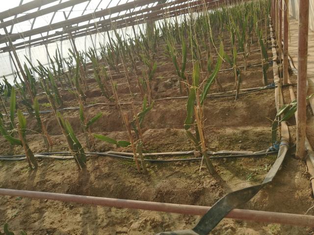 無土栽培,無土栽培技術(shù),無土栽培設備