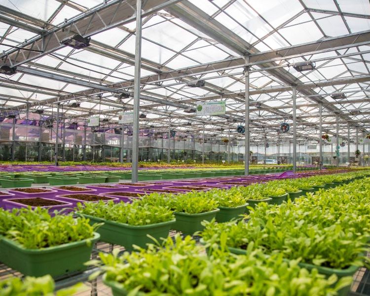 無土栽培，無土栽培技術，無土栽培設備