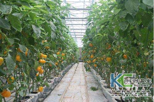 無土栽培，無土栽培技術(shù)，無土栽培設(shè)備