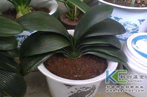 無(wú)土栽培，無(wú)土栽培技術(shù)，無(wú)土栽培設(shè)備