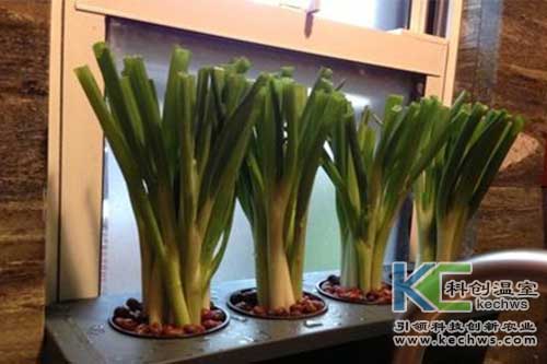 無土栽培，無土栽培技術(shù)，無土栽培設(shè)備