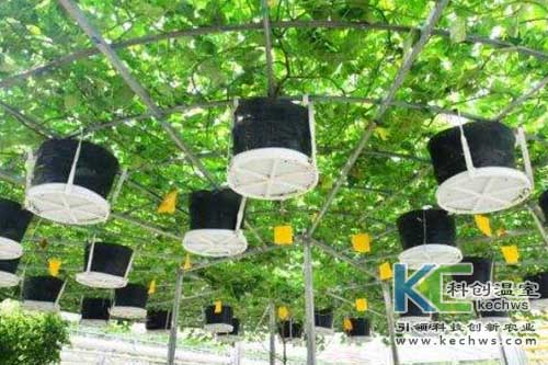 無土栽培，無土栽培技術(shù)，無土栽培設(shè)備