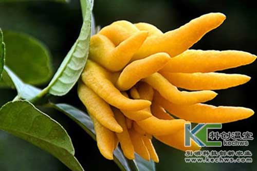 無土栽培，無土栽培技術，無土栽培設備