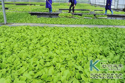 無土栽培，無土栽培技術，無土栽培設備