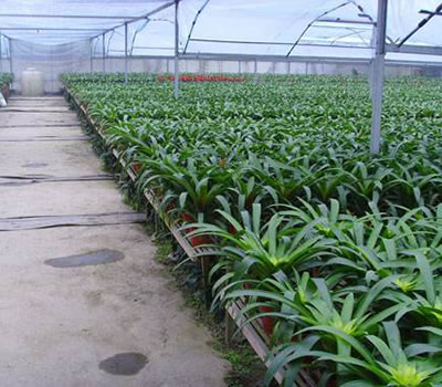 無土栽培，無土栽培技術，無土栽培設備