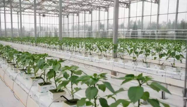 無(wú)土栽培,無(wú)土栽培技術(shù),無(wú)土栽培設(shè)備