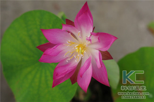 無土栽培，無土栽培技術(shù)，無土栽培設(shè)備