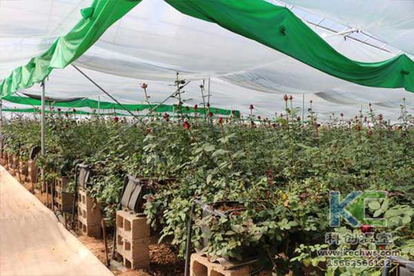 無土栽培，無土栽培技術，無土栽培設備