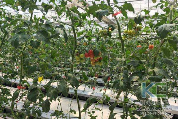 無土栽培，無土栽培技術(shù)，無土栽培設(shè)備