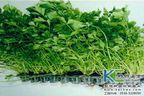 無土栽培，無土栽培技術，無土栽培設備