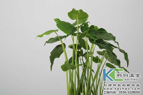 無土栽培，無土栽培技術，無土栽培設備