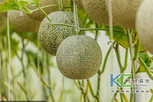 無土栽培，無土栽培技術，無土栽培設備