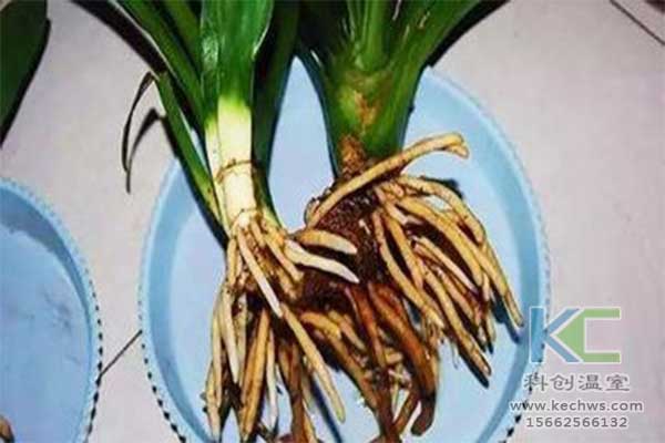 無土栽培，無土栽培技術