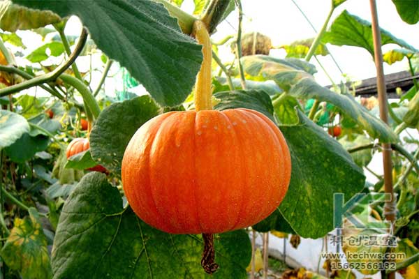 無土栽培，無土栽培技術，無土栽培設備