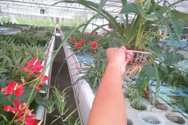 無土栽培，無土栽培技術，無土栽培設備