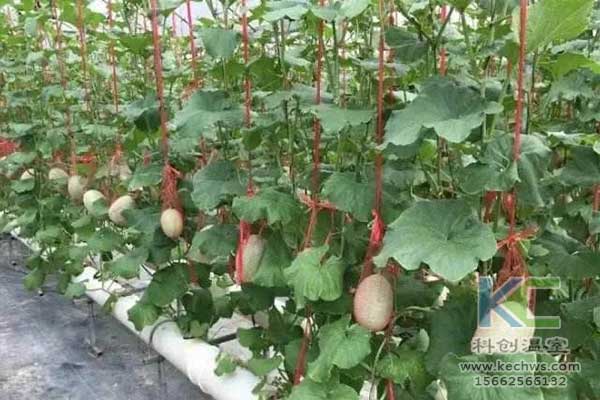 無土栽培，無土栽培技術，無土栽培設備