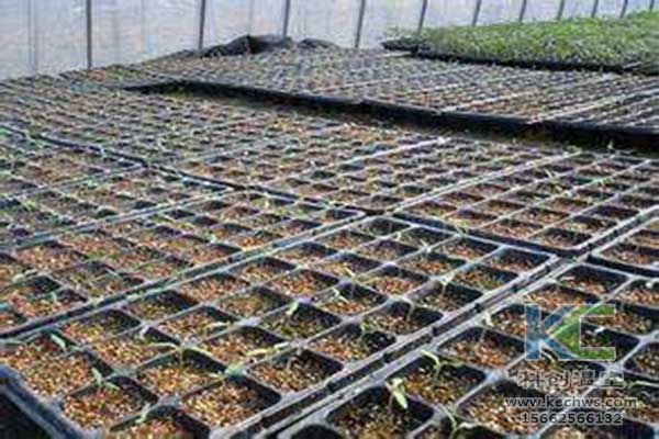 無土栽培，無土栽培技術，無土栽培設備