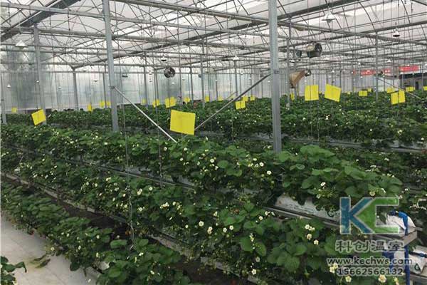 無土栽培，無土栽培技術(shù)，無土栽培設(shè)備