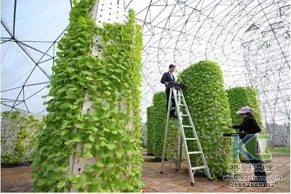 無土栽培，無土栽培技術(shù)，無土栽培設(shè)備