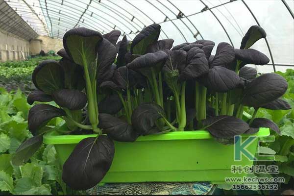 無土栽培，無土栽培技術，無土栽培設備