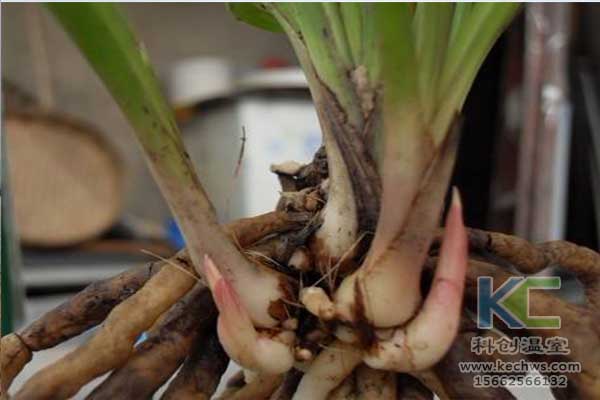 無(wú)土栽培，無(wú)土栽培技術(shù)，無(wú)土栽培設(shè)備