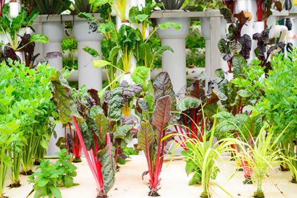 無土栽培，無土栽培技術，無土栽培設備