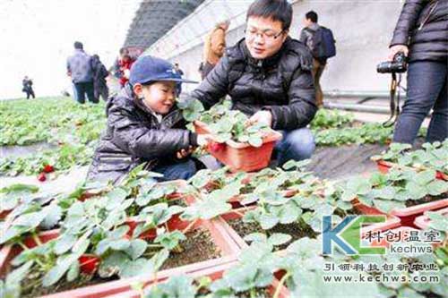 無(wú)土栽培,無(wú)土栽培技術(shù),無(wú)土栽培設(shè)備