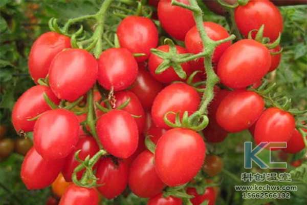 無土栽培，無土栽培技術