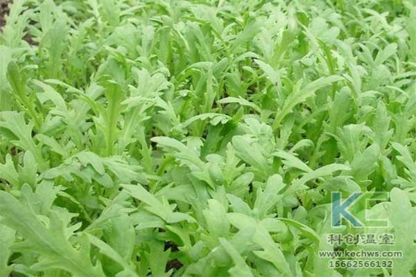 無土栽培，無土栽培技術