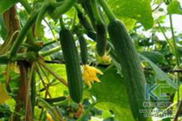 無土栽培，無土栽培技術，無土栽培設備