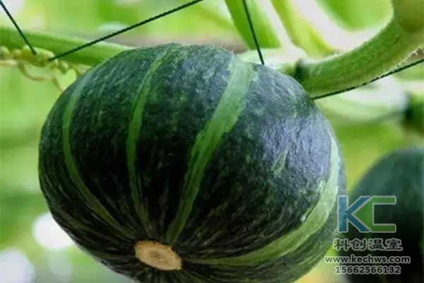 無土栽培，無土栽培技術，無土栽培設備