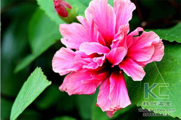 無土栽培，無土栽培技術，無土栽培設備