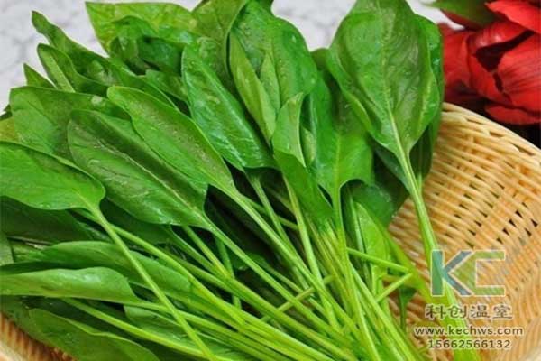 無土栽培、無土栽培基質