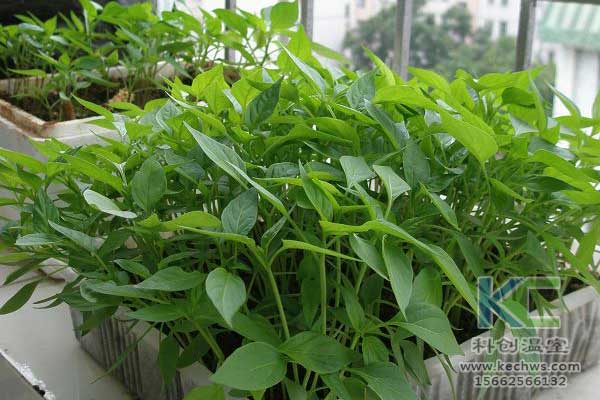 無土栽培，無土栽培技術，無土栽培設備