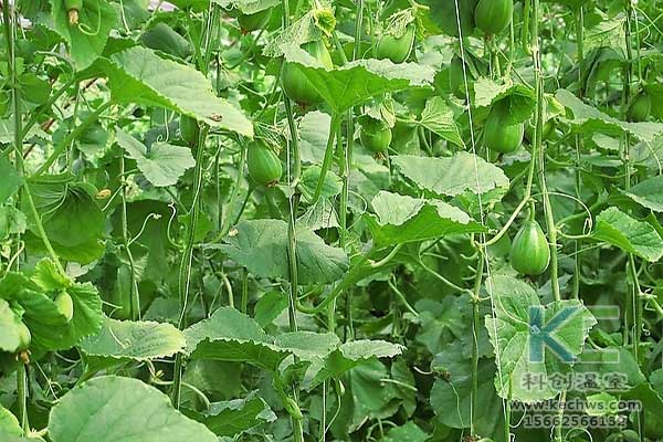 無土栽培，無土栽培技術，無土栽培設備