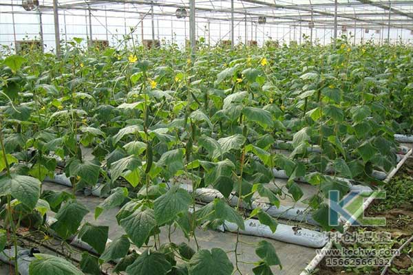 無土栽培，無土栽培技術，無土栽培設備
