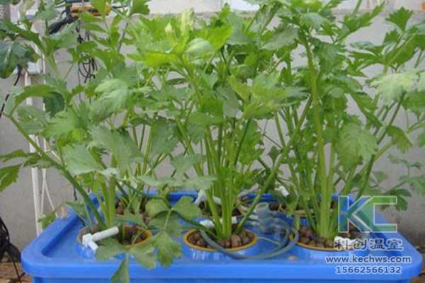 無(wú)土栽培，無(wú)土栽培技術(shù)，無(wú)土栽培設(shè)備