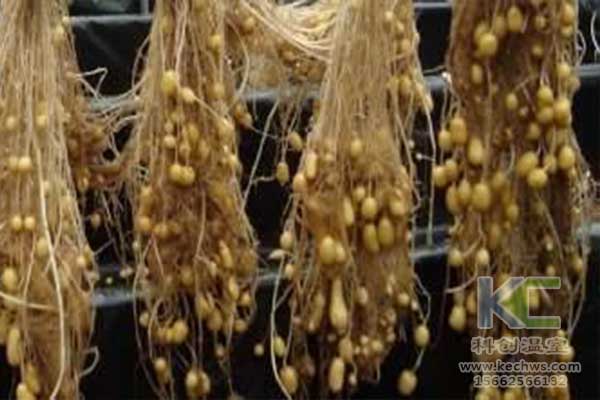 無土栽培，無土栽培技術，無土栽培設備